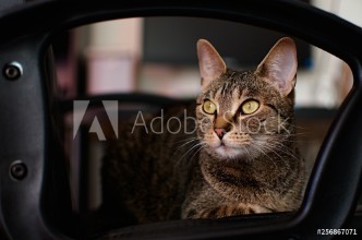 Bild på Cat with green eyes